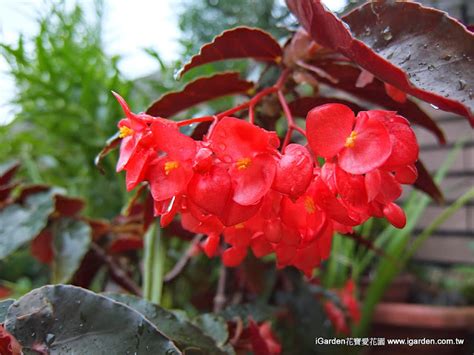 海棠茶花種植|園藝達人栽培術：四季海棠